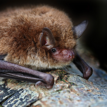 Bat