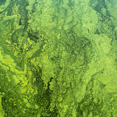 Algae